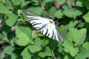 Schmetterling