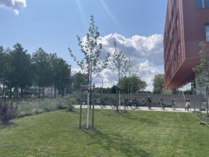 Baumpflanzungen, Vorplatz