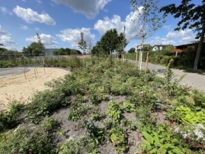 Öffentliche Grünfläche, Staudenpflanzung