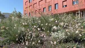 Staudenpflanzung Vorplatz